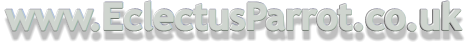 www.EclectusParrot.co.uk